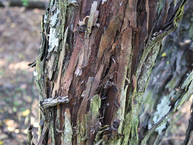 Leucosidea sericea mature stem bark